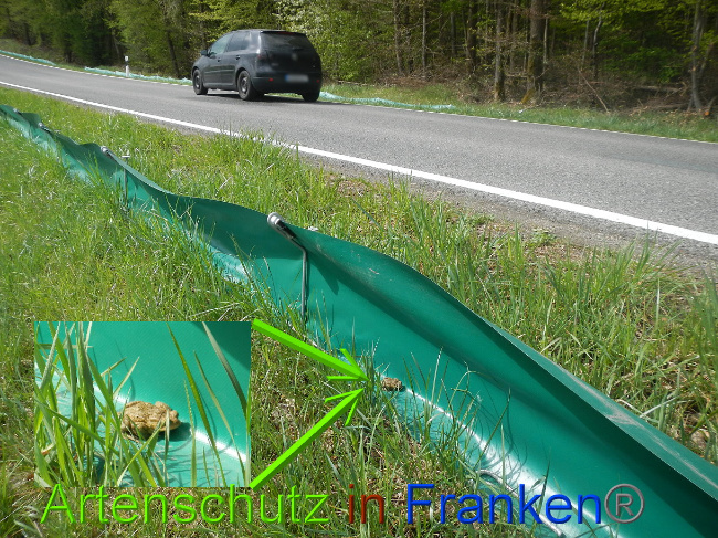 © Artenschutz in Franken® Bild zum Eintrag (1023077-160)