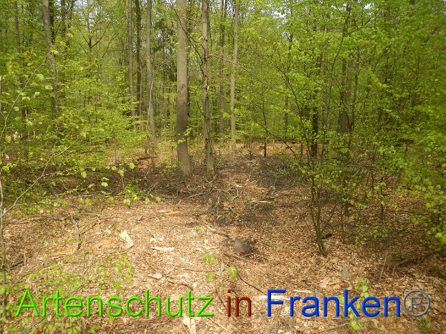 © Artenschutz in Franken® Bild zum Eintrag (1023120-160)