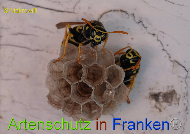 © Artenschutz in Franken® / Makrowilli Bild zum Eintrag (1023170-160)