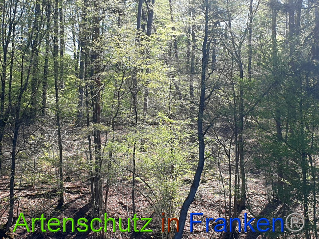 © Artenschutz in Franken® Bild zum Eintrag (1023206-160)