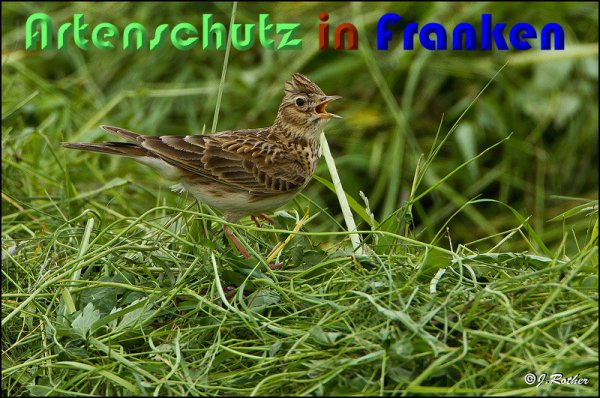 © Artenschutz in Franken® / Johannes Rother Bild zum Eintrag (1023253-160)