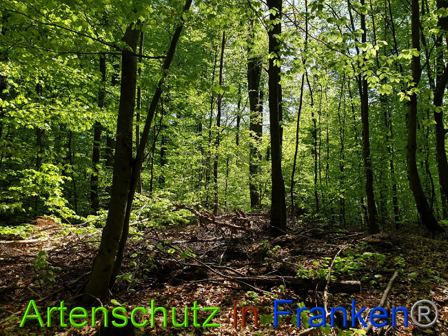 © Artenschutz in Franken® Bild zum Eintrag (1023325-160)