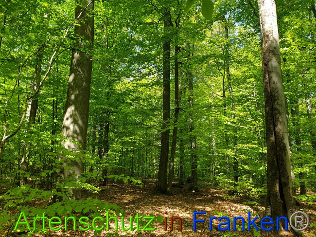 © Artenschutz in Franken® Bild zum Eintrag (1023327-160)