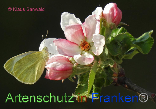 © Artenschutz in Franken® / Klaus Sanwald Bild zum Eintrag (1023337-160)