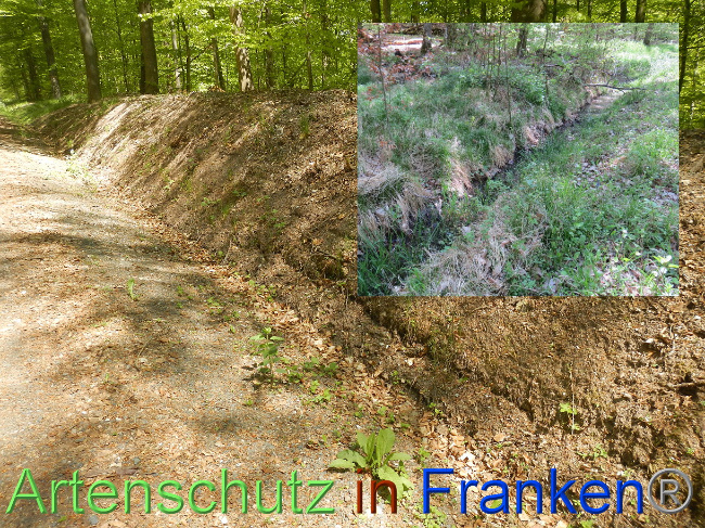 © Artenschutz in Franken® Bild zum Eintrag (1023368-160)