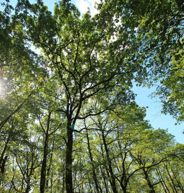 © (Foto: BN) Bild zum Eintrag (1023373-160)