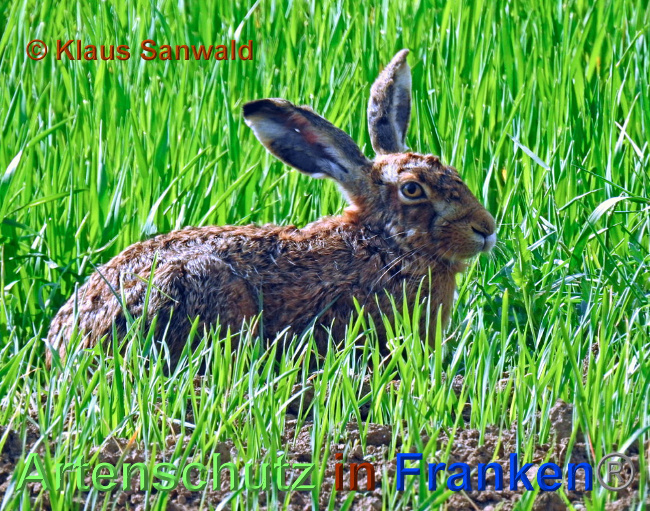 © Artenschutz in Franken® / Klaus Sanwald Bild zum Eintrag (1023379-160)