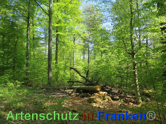 © Artenschutz in Franken® Bild zum Eintrag (1023387-160)