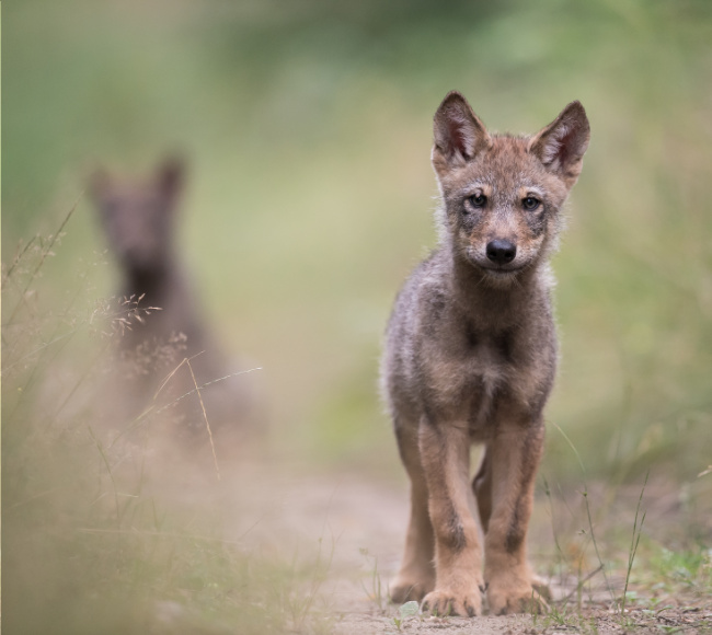 © NABU/Heiko Anders Bild zum Eintrag (1023427-160)