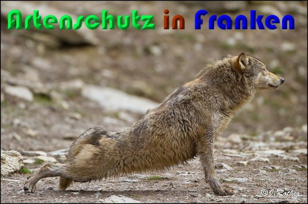 © Artenschutz in Franken® / Johannes Rother Bild zum Eintrag (1023440-160)