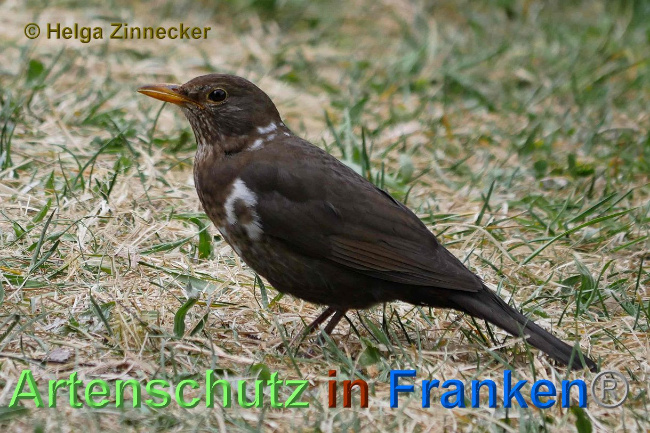 © Artenschutz in Franken® / Helga Zinnecker Bild zum Eintrag (1023442-160)