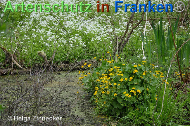© Artenschutz in Franken® / Helga Zinnecker Bild zum Eintrag (1023446-160)