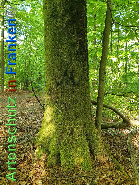 © Artenschutz in Franken® Bild zum Eintrag (1023450-160)