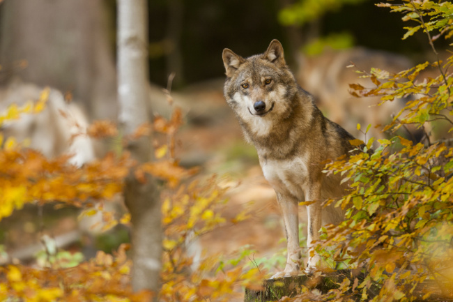 © Landesforsten RLP/Jonathan Fieber Bild zum Eintrag (1023661-160)