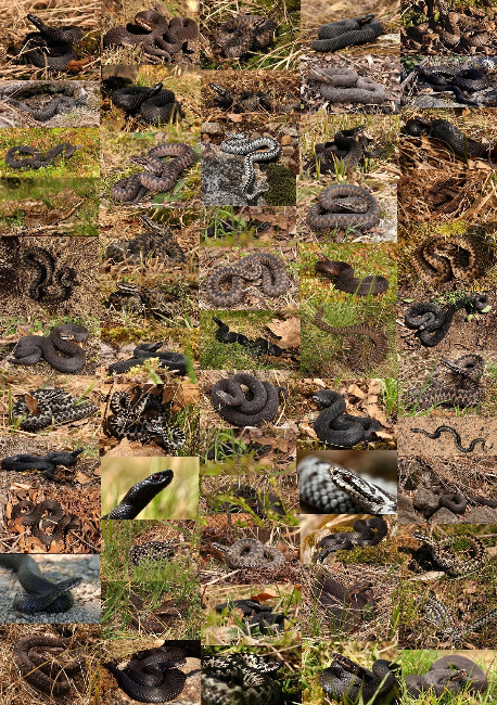© Fotos: Pauli Hien/Nationalpark Bayerischer Wald Bild zum Eintrag (1023671-160)