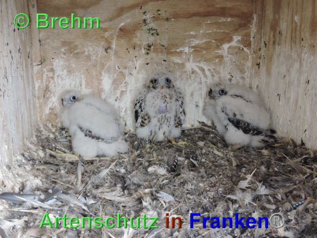 © Artenschutz in Franken® / Brehm Bild zum Eintrag (1023736-160)