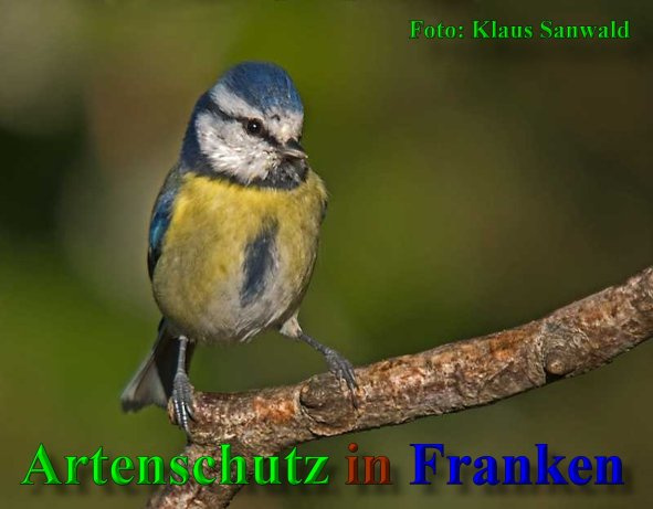 © Artenschutz in Franken® / Klaus Sanwald Bild zum Eintrag (1023821-160)