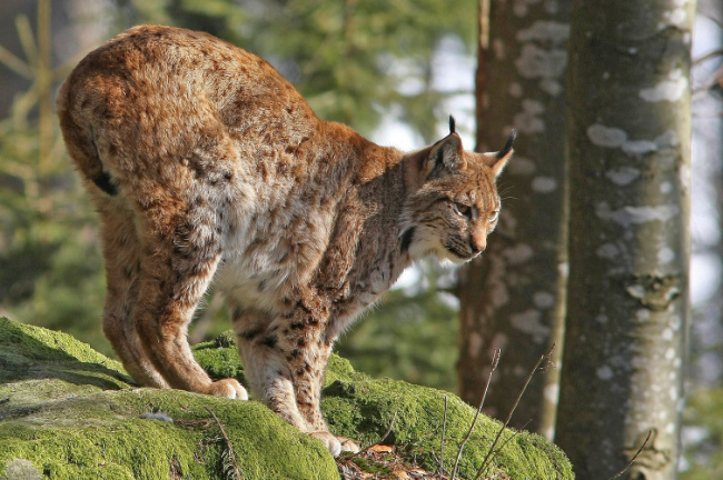 © Foto: Rainer Simonis/Nationalpark Bayerischer Wald Bild zum Eintrag (1024026-160)