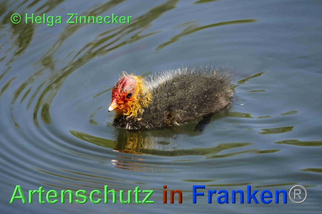 © Artenschutz in Franken® / Helga Zinnecker Bild zum Eintrag (1024053-160)
