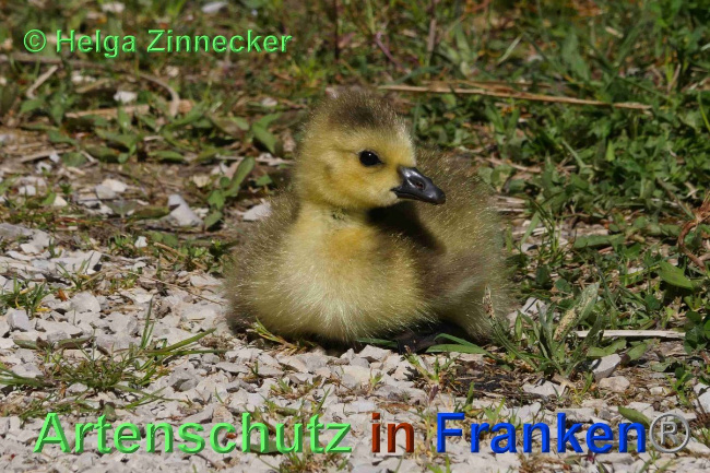 © Artenschutz in Franken® / Helga Zinnecker Bild zum Eintrag (1024059-160)