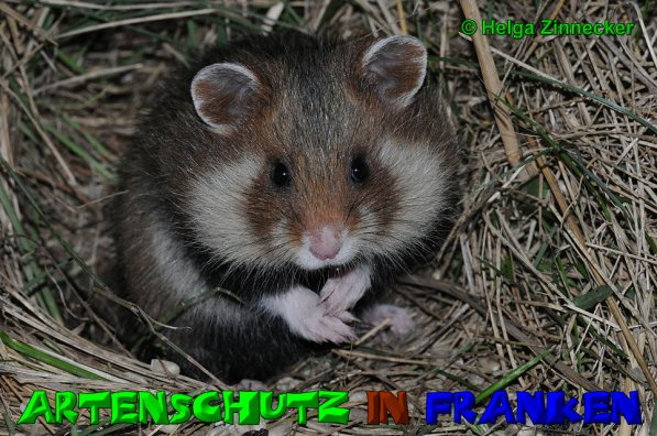 © Artenschutz in Franken® / Helga Zinnecker Bild zum Eintrag (1024138-160)