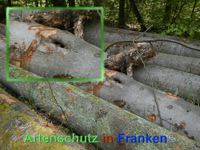 © Artenschutz in Franken® Bild zum Eintrag (1024190-160)