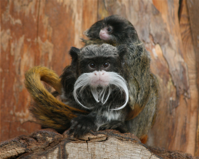 © ZOOLOGISCHER GARTEN MAGDEBURG gGmbH Bild zum Eintrag (1024198-160)