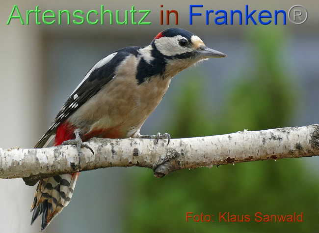 © Artenschutz in Franken® / Klaus Sanwald Bild zum Eintrag (1024218-160)