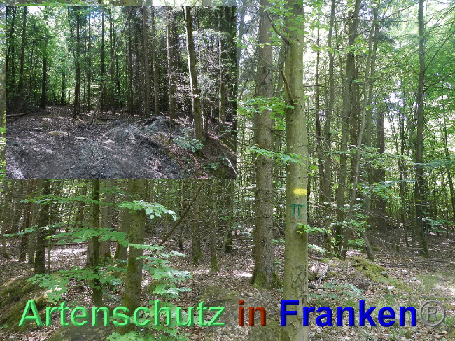 © Artenschutz in Franken® Bild zum Eintrag (1024222-160)