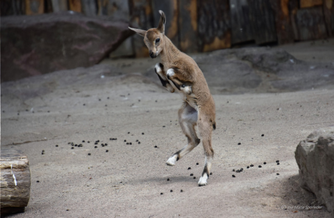 © ZOOLOGISCHER GARTEN MAGDEBURG gGmbH Bild zum Eintrag (1024320-160)