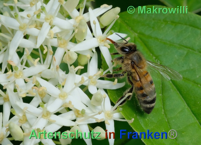 © Artenschutz in Franken® / Makrowilli Bild zum Eintrag (1024415-160)