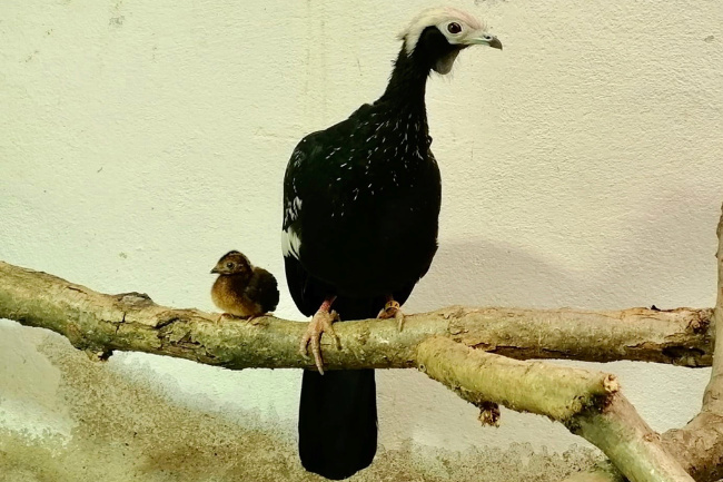 © ZOOLOGISCHER GARTEN MAGDEBURG gGmbH Bild zum Eintrag (1024423-160)