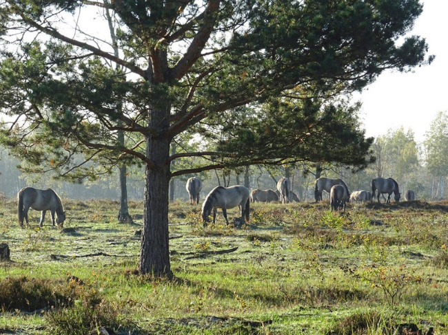 © (Foto: Katharina Kuhlmey/Naturstiftung David) Bild zum Eintrag (1024428-160)