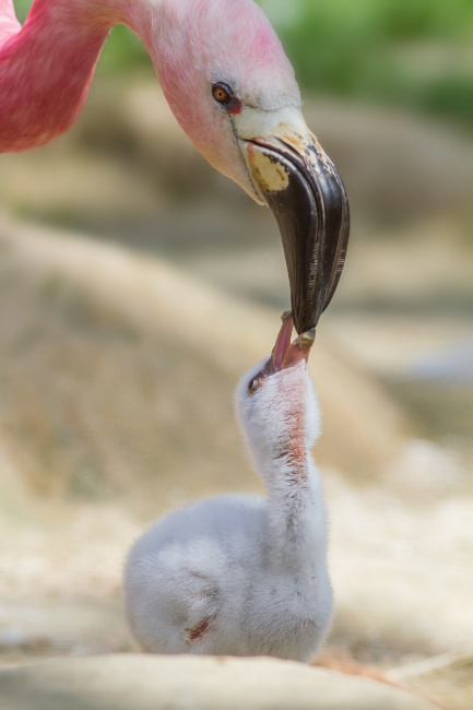 © 2019 Zoo Berlin Bild zum Eintrag (1024458-160)