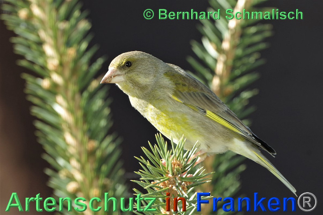 © Artenschutz in Franken® / Bernhard Schmalisch Bild zum Eintrag (1024534-160)