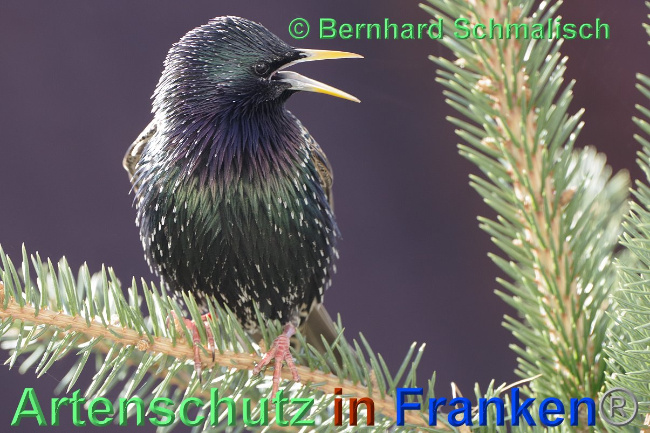 © Artenschutz in Franken® / Bernhard Schmalisch Bild zum Eintrag (1024538-160)