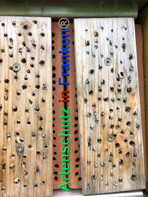 © Artenschutz in Franken® Bild zum Eintrag (1024540-160)