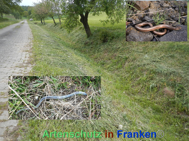 © Artenschutz in Franken® Bild zum Eintrag (1024546-160)