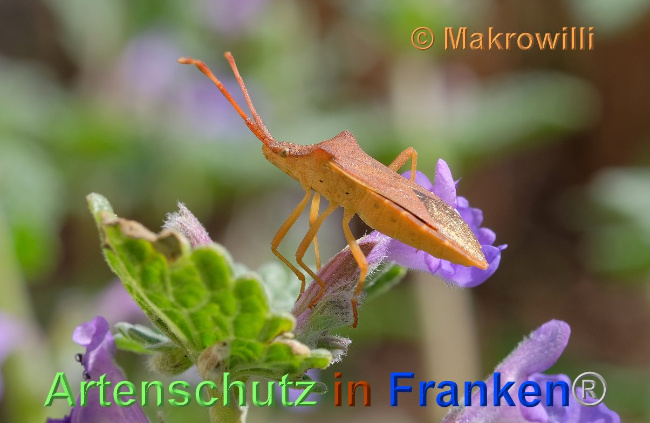 © Artenschutz in Franken® / Makrowilli Bild zum Eintrag (1024704-160)
