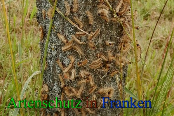 © Artenschutz in Franken® / Albert Meier Bild zum Eintrag (1024778-160)