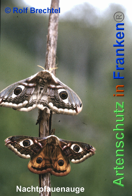 © Artenschutz in Franken® / Rolf Brechtel Bild zum Eintrag (1025189-160)