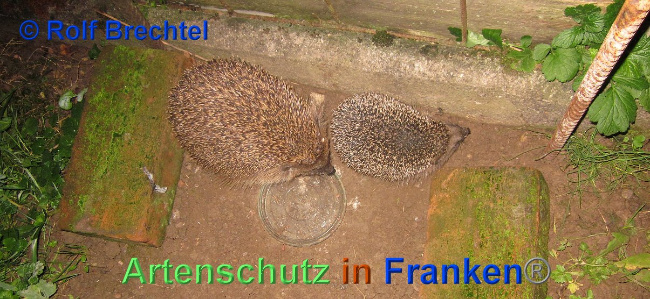 © Artenschutz in Franken® / Rolf Brechtel Bild zum Eintrag (1025193-160)