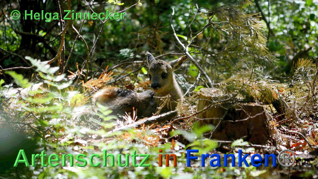 © Artenschutz in Franken® / Helga Zinnecker Bild zum Eintrag (1025305-160)