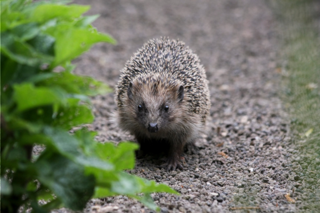 © NABU/ C. Kuchem Bild zum Eintrag (1025321-160)