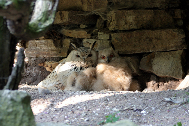 © ZOOLOGISCHER GARTEN MAGDEBURG gGmbH Bild zum Eintrag (1025412-160)