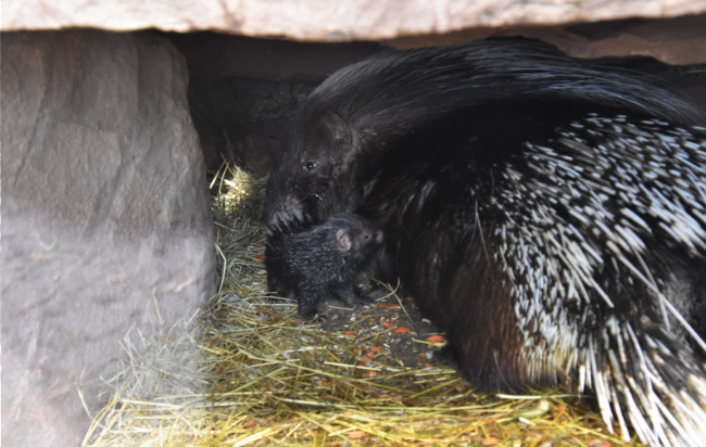 © ZOOLOGISCHER GARTEN MAGDEBURG gGmbH Bild zum Eintrag (1025420-160)