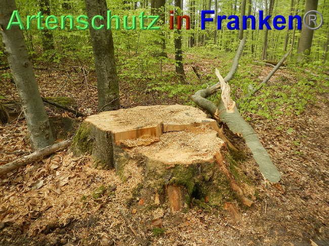 © Artenschutz in Franken® Bild zum Eintrag (1025424-160)