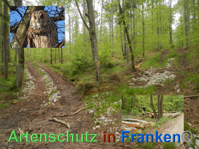 © Artenschutz in Franken® Bild zum Eintrag (1025426-160)