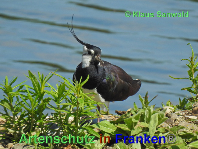 © Artenschutz in Franken® / Klaus Sanwald Bild zum Eintrag (1025448-160)