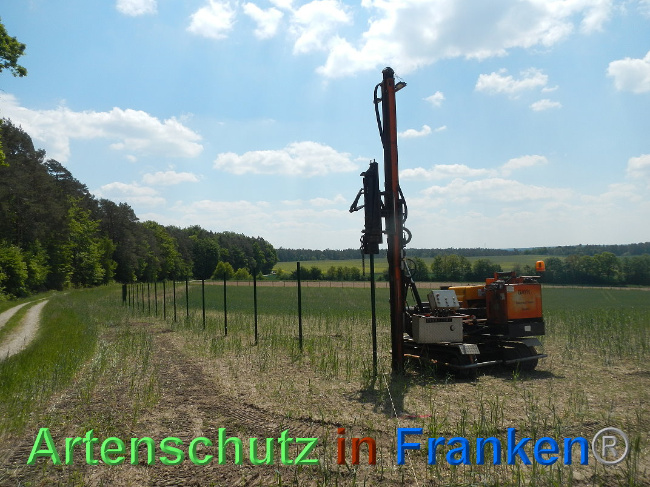 © Artenschutz in Franken® Bild zum Eintrag (1025454-160)